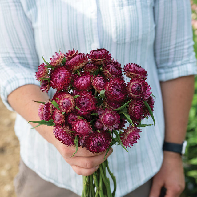 Strawflower: Cranberry Rose  - NEW!