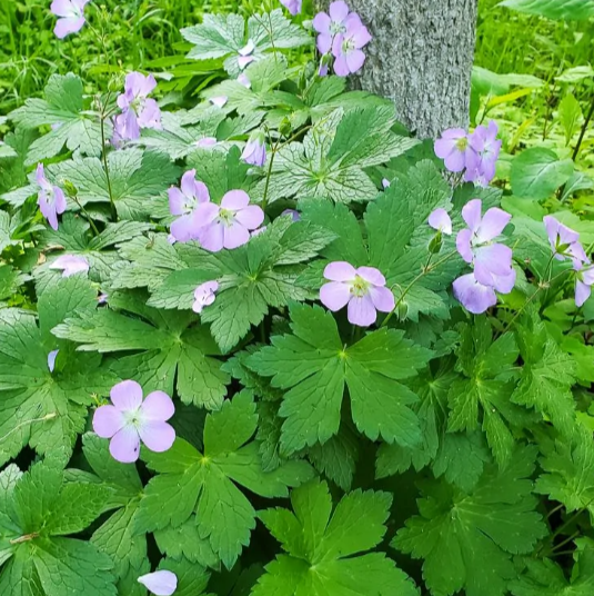 Cranesbill Geranium (Geranium maculatum)  - NEW!