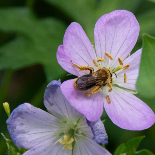 Cranesbill Geranium (Geranium maculatum)  - NEW!