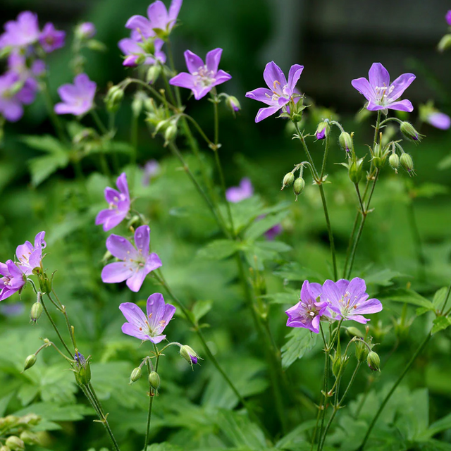 Cranesbill Geranium (Geranium maculatum)  - NEW!