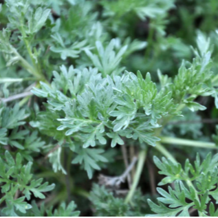 Davana (Artemisia pallens)  - NEW!