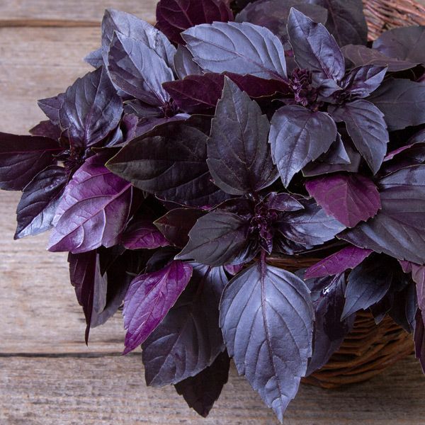 Basil: Deep Purple