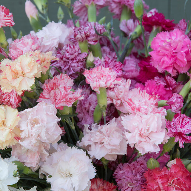 Dianthus: Chabaud Picotee Double Mix  - NEW!