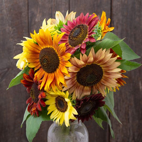 Sunflower: Fireworks Blend  - NEW!