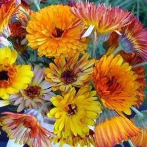 Calendula: Solar Flashback