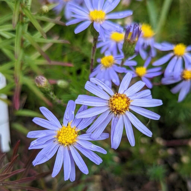 Aster: Flax-leaved stiff (Lonactis linariifolia)