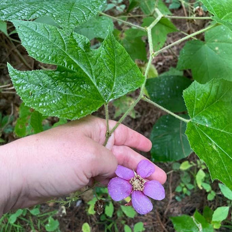 Raspberry: Flowering (Rubus odoratus)