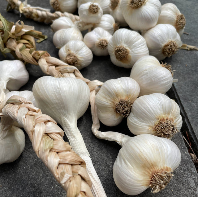 Inchelium Red Softneck Garlic