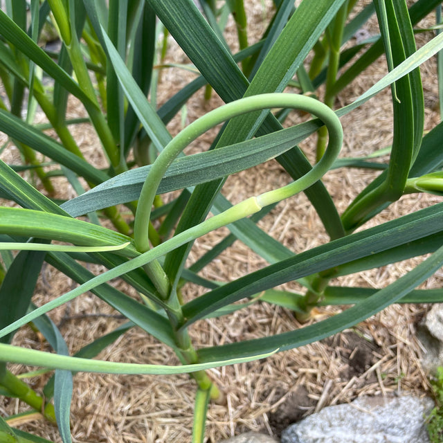 Siberian Hardneck Garlic