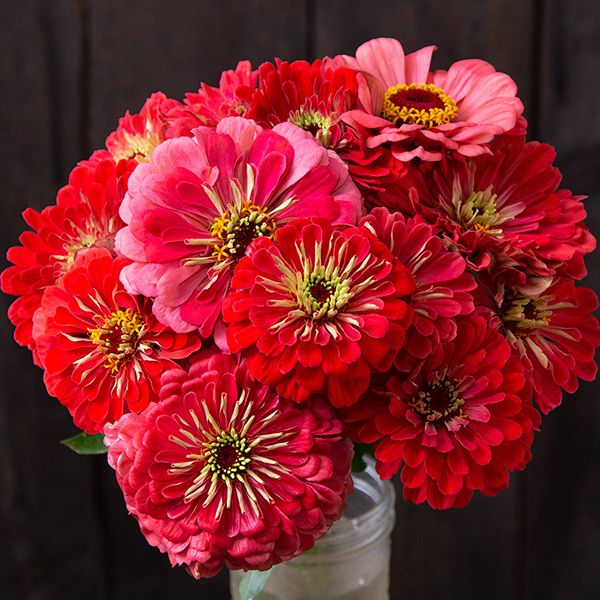 Zinnia: Benary's Giant Coral  - NEW!