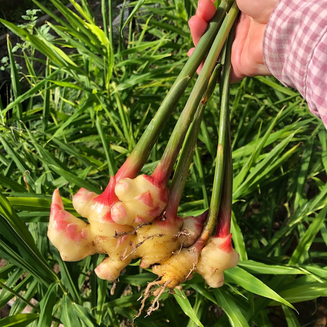 Ginger plant