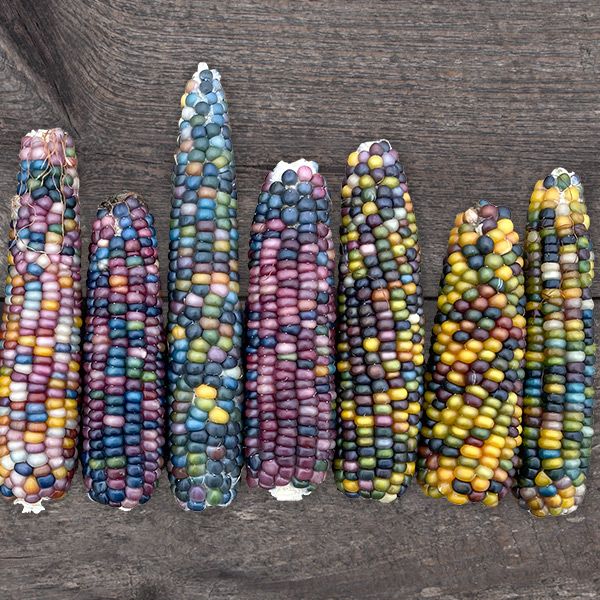 Corn: Glass Gem  - NEW!