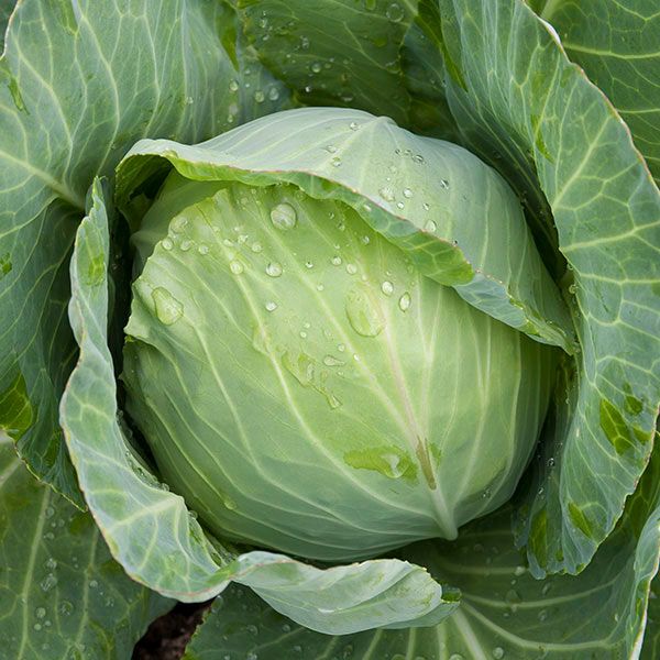 Cabbage: Golden Acre