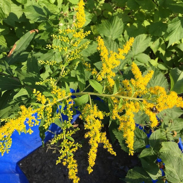 Goldenrod: Early (Solidago juncea)