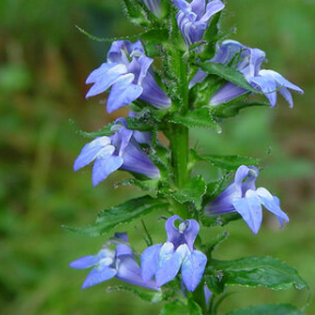 Lobelia: Blue (Lobelia siphilitica)