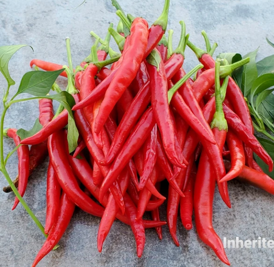 Pepper: Hot: Guntur Chilli  - NEW!