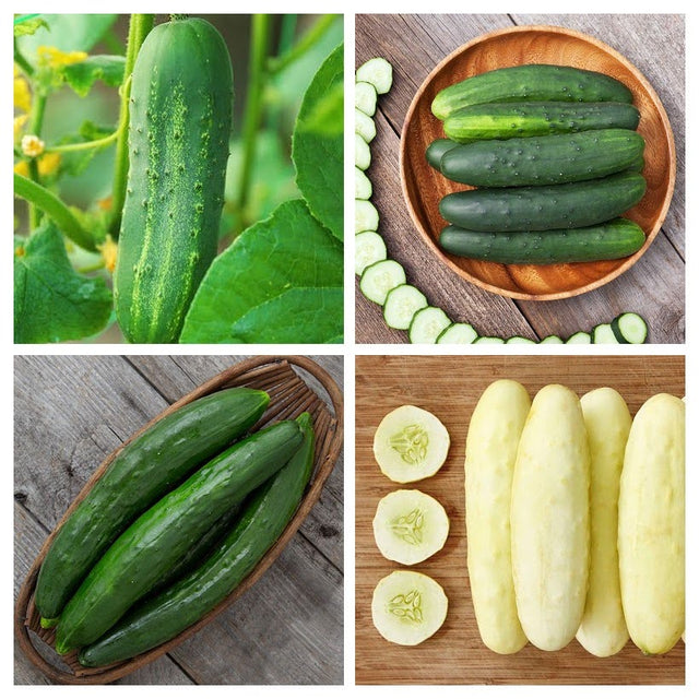 Cucumber Variety 4-pack