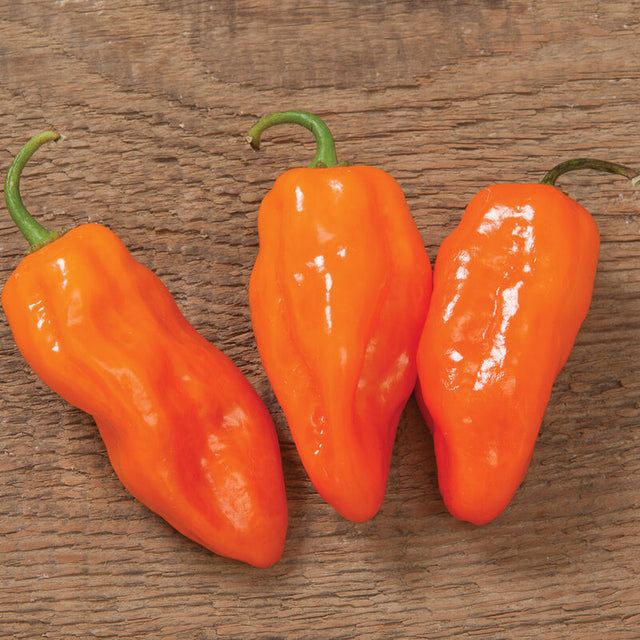 Pepper: Hot Habanero: Helios  - NEW!