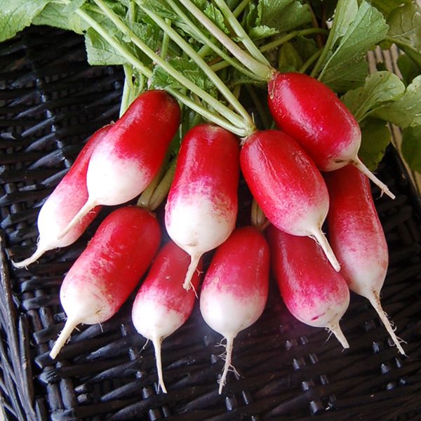 French Breakfast Radish Seeds