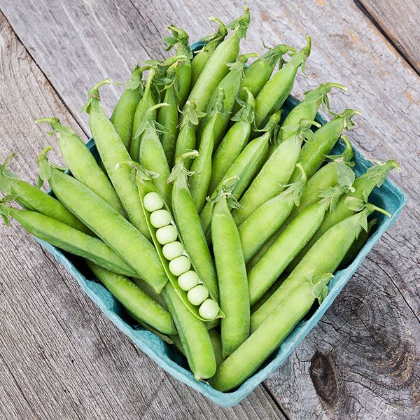 Laxton's #9 Shell Pea Seeds