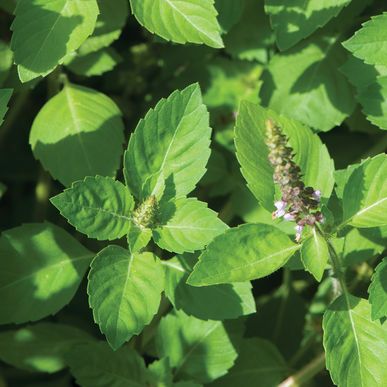 Basil: Kapoor Tulsi