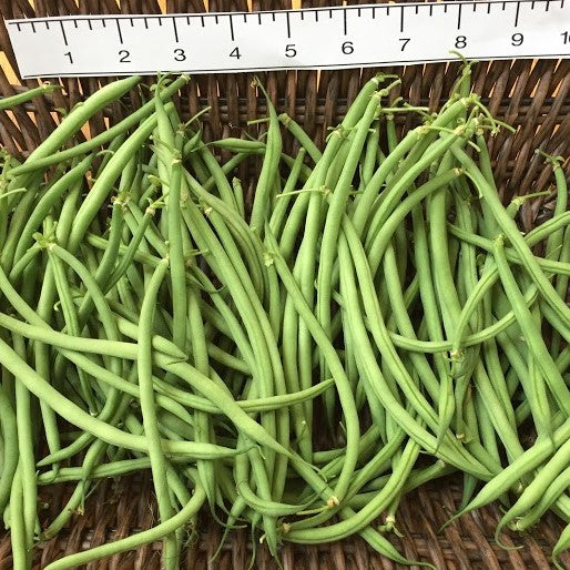 Bean: Maxibel Haricot Vert