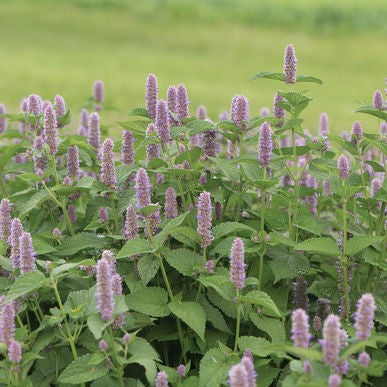 Anise Hyssop