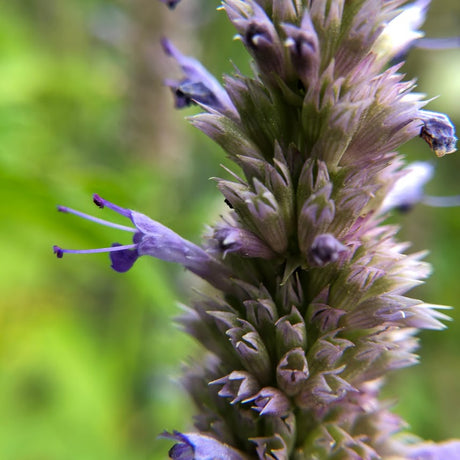 Anise Hyssop