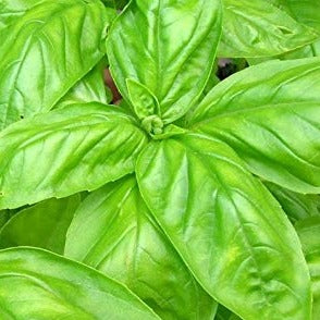 Basil: Italian Large Leaf