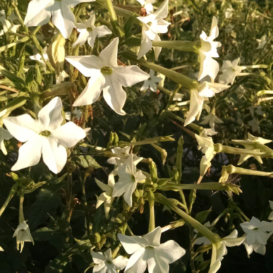 Nicotiana: Jasmine Scented