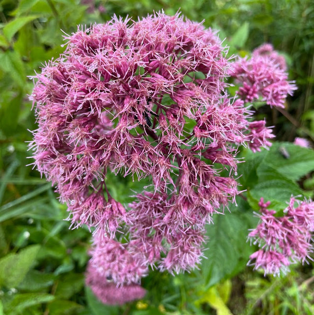 Joe-Pye weed: Coastal (Eutrochium dubium)