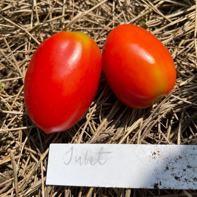 Tomato: Juliet