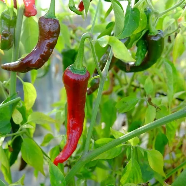 Pepper: Hot: Kashmiri Chili  - NEW!