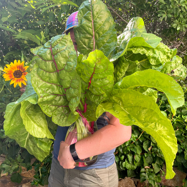 Rainbow Chard Mix- BACK!