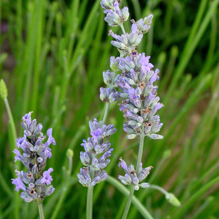 Lavender: Dutch  - NEW!