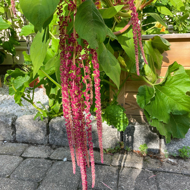 Amaranth: Love Lies Bleeding