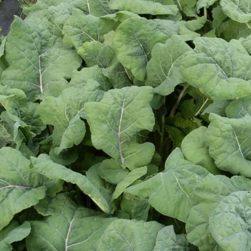 Kale: Madeley Organic Rounded Leaf Kale