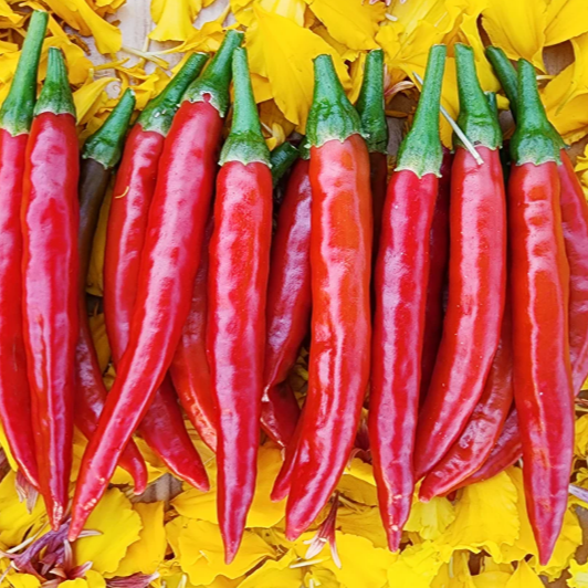 Pepper: Hot: Mathania Chili  - NEW!