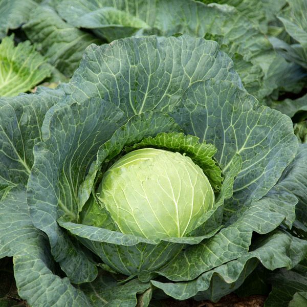 Cabbage: Megaton  - NEW!