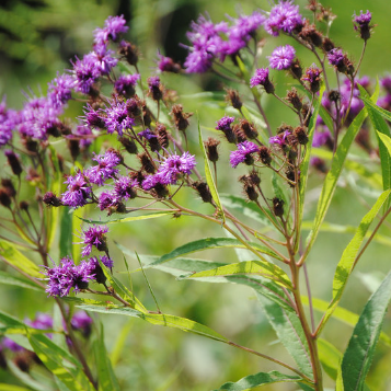 Ironweed: New York (Vernonia noveboracensis)