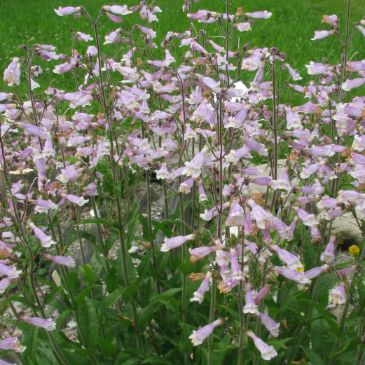 Beardtongue:  Northeastern (Penstemon hirsutus)