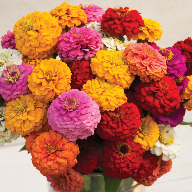 Zinnia: Oklahoma Mix  - NEW!