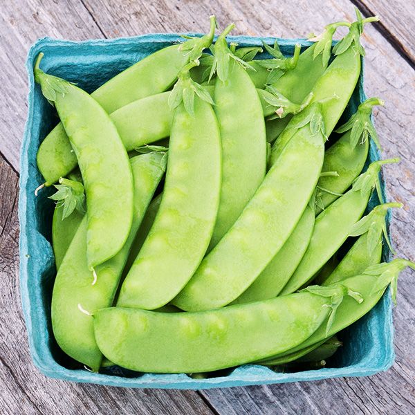 Oregon Sugar Pod Snow Pea Seeds  - NEW!