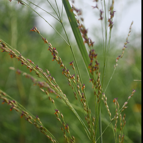 Switchgrass (Panicum virgatum)  - NEW!