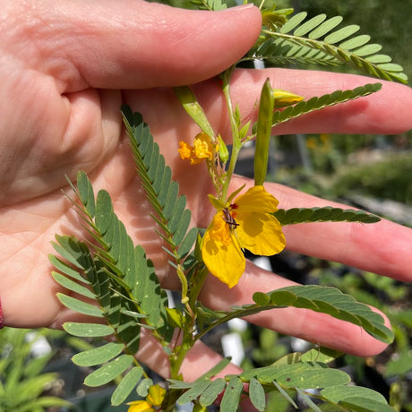 Partridge Pea (Chamaecrista fasciculata)