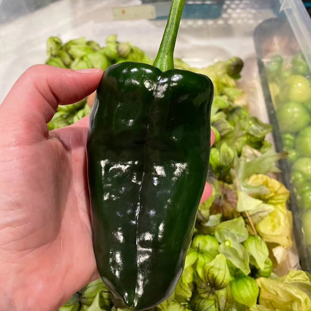 Hot Pepper: Poblano