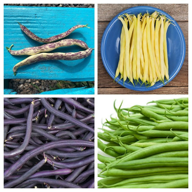 Bush Bean Variety 4-pack