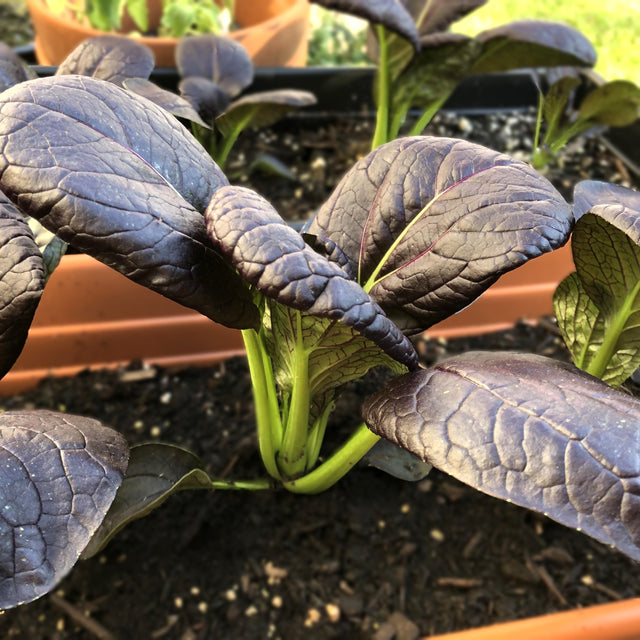 Pac Choy: Purple Lady