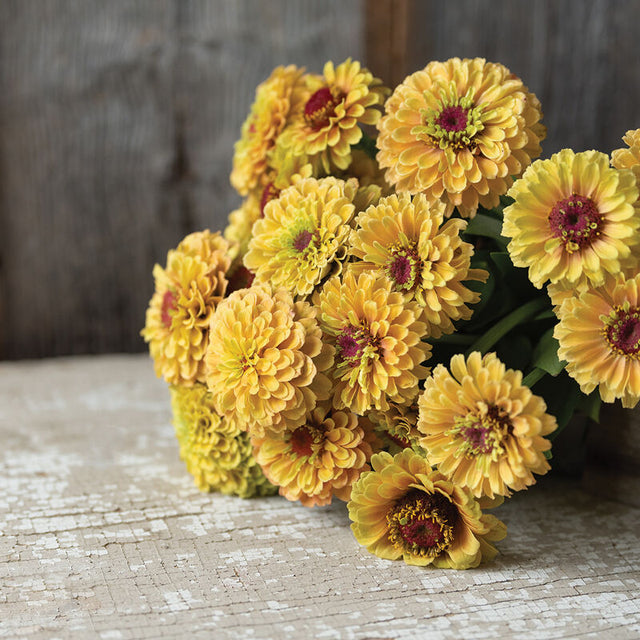 Zinnia: Queeny Lemon Peach  - NEW!