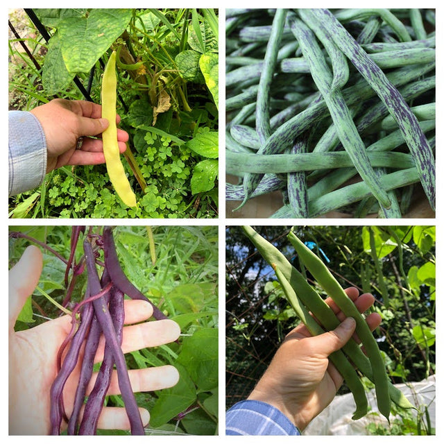 Pole Bean Variety 4-pack